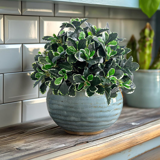 Artificial Ficus Tree Shrubs Greenery Potted Trees Plants