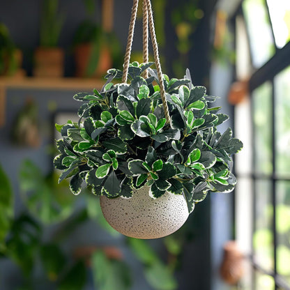 Artificial Ficus Tree Shrubs Greenery Potted Trees Plants