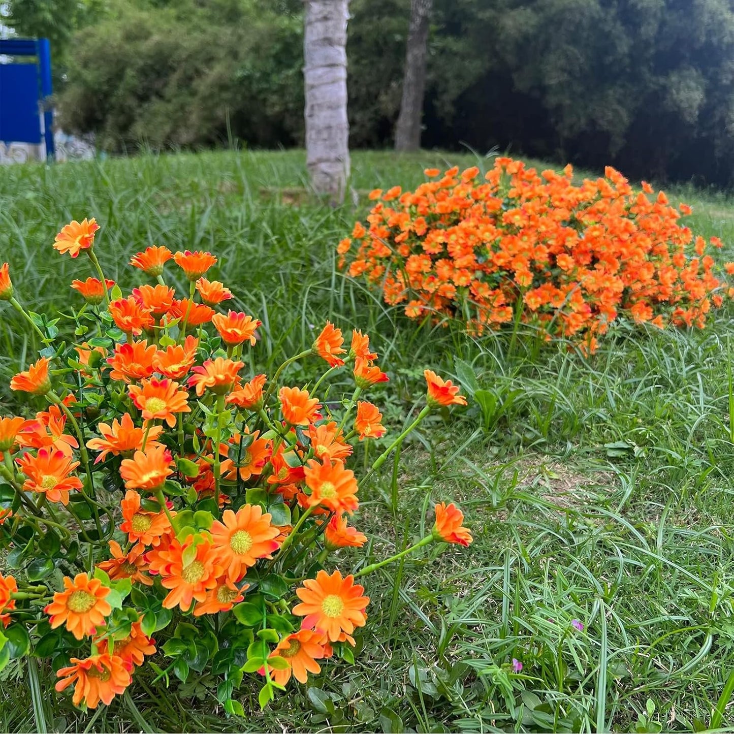 8 Bundles Orange Chrysanthemum UV Resistant Porch Garden