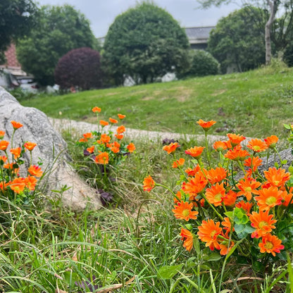 8 Bundles Orange Chrysanthemum UV Resistant Porch Garden