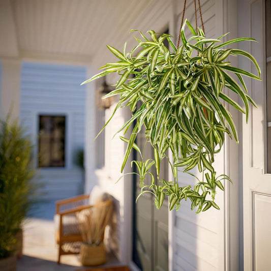 2 pcs Artificial Spider Hanging Plants Chlorophytum Home