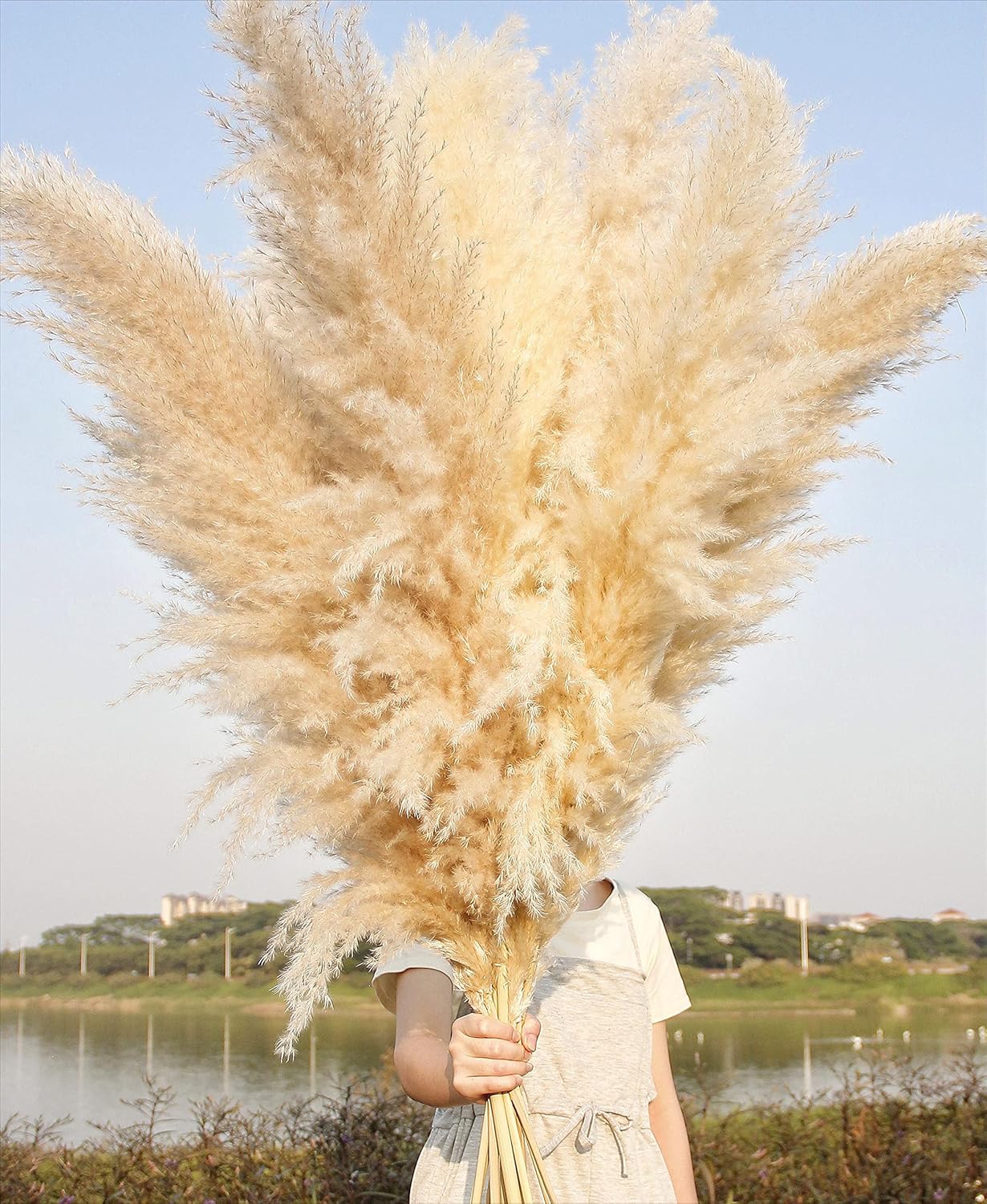 10 stems 46 inch Tall Dried Pampas Grass