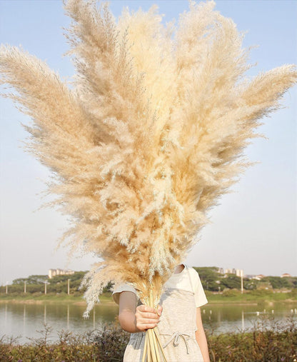 10 stems 46 inch Tall Dried Pampas Grass