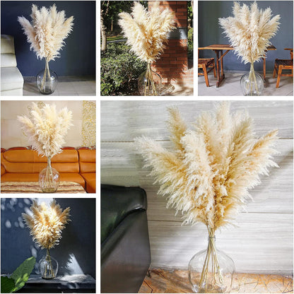 10 stems 46 inch Tall Dried Pampas Grass