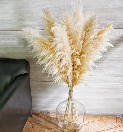 10 stems 46 inch Tall Dried Pampas Grass