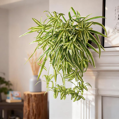 2 pcs Artificial Spider Hanging Plants Chlorophytum Home
