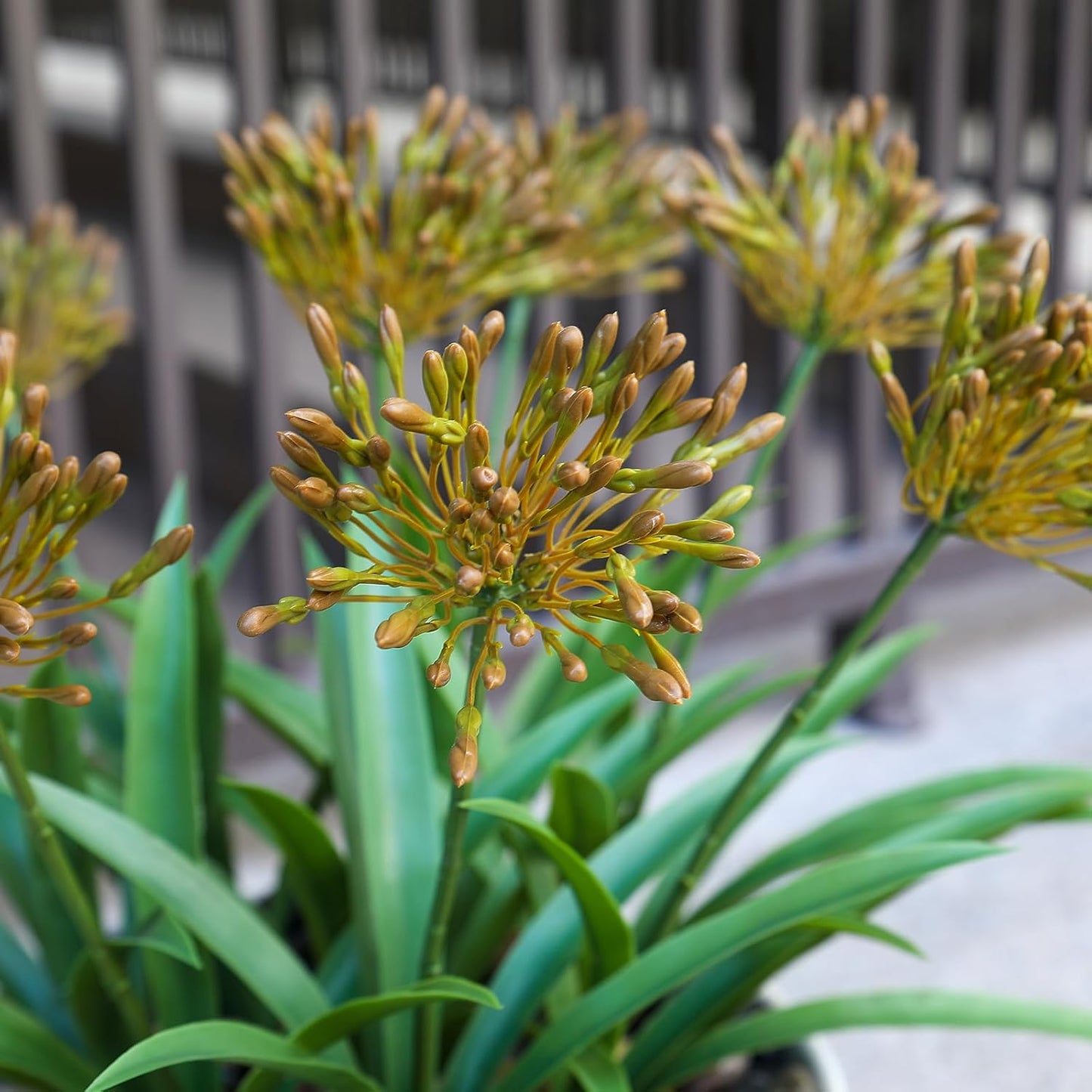 8 bundles 18.9 inch Large Artificial Agapanthus Flowers