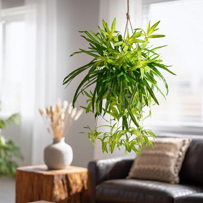 2 pcs Artificial Spider Hanging Plants Chlorophytum Greenery