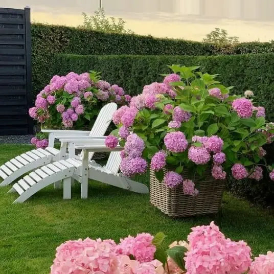 5 Blooms Hydrangea Bundle UV Resistant Outdoor Garden