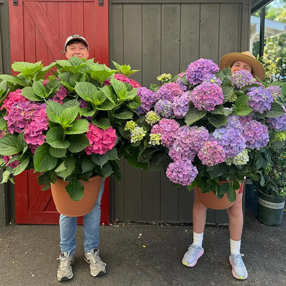 5 Blooms Hydrangea Bundle UV Resistant Outdoor Garden