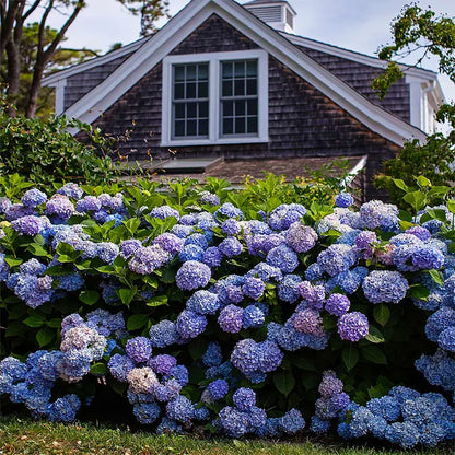 5 Blooms Hydrangea Bundle UV Resistant Outdoor Garden